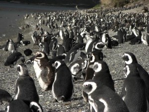 alles voll von Pinguinen - soooo cooool!
