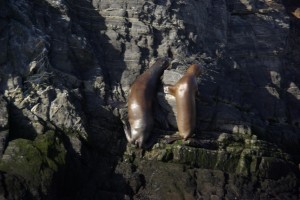 Seeloewen beim Klettern auf den Felsen