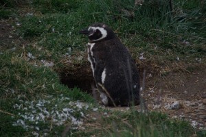 Pinguin bewacht sein Nest 