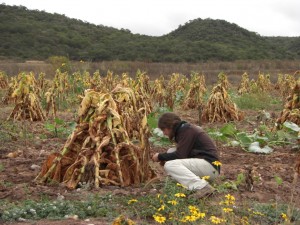 Tabakpflanzen beim Trocknen am Weg kurz nach El Carril