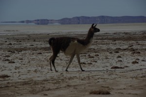 ein Lama am Weg zum Salzsee