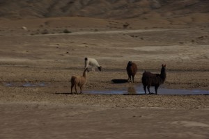 Lamas am Weg - das wichtigste Nutztier im Andenhochland