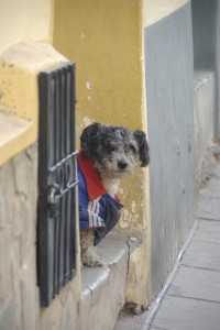 Der Adidas Hund - grimmiger Bewacher eines Hauses in Potosi
