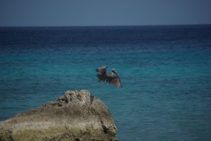 morgens, wenn der Strand noch menschenleer ist, drehen immer 1-2 Pelikane in der Bucht ihre Runde und fischen