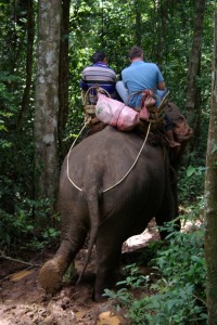 Der Elefantendame scheinen weder der Schlamm noch die Steilheit des Weges etwas auszumachen...