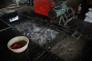 Auf der Fischfarm - unter dem Hausboot leben tausende Fische 