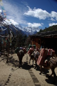 Unterm Pass kommt uns ein Tibeter mit seiner Eselskaravane entgegen, der den Weg taeglich macht...