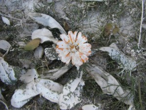 Die kleine Blume am Fuss des Potala hat die Malwut der Tibeter zu spueren bekommen :-)