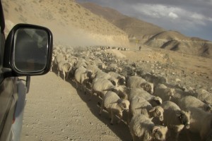 am Weg versperrt uns eine riesengrosse Schafherde den Weg....suesse Tierchen :-)