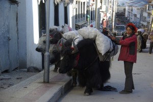 ...zottige, schwarze Tiere mit langen Hoernern - fast zum fuerchten :-)