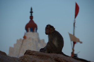 Am Berg von Hanuman dem Affenkoenig herrscht nur einer - die Affen!!!